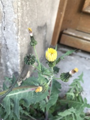 Asteraceae
