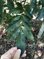 Flindersia australis