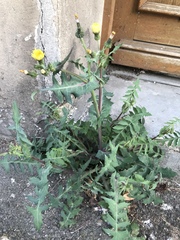 Asteraceae