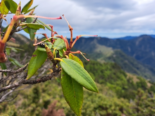 Rhododendron pseudochrysanthum, photograph 5