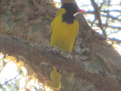 Oriolus larvatus
