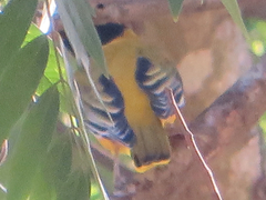 Oriolus larvatus