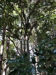 Flindersia australis