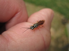 Pamphilius persicum