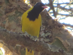 Oriolus larvatus