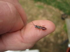 Pamphilius persicum