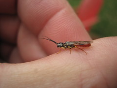 Pamphilius persicum