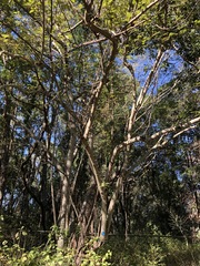 Commersonia bartramia