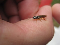 Pamphilius persicum