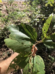 Commersonia bartramia