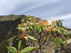 Rhododendron pseudochrysanthum, photograph (c) vrxz, some rights reserved (CC BY-SA)
