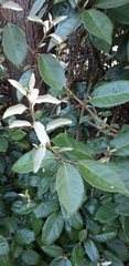 Elaeagnus × ebbingei