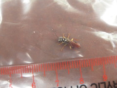 Pamphilius persicum