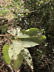 Commersonia bartramia