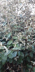Elaeagnus × ebbingei