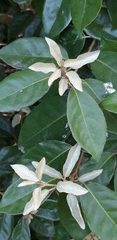 Elaeagnus × ebbingei