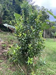 Pimenta racemosa