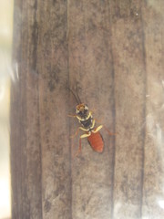 Pamphilius persicum