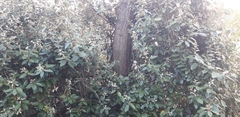 Elaeagnus × ebbingei