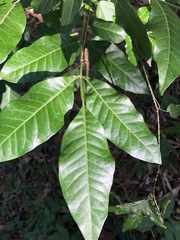 Flindersia xanthoxyla