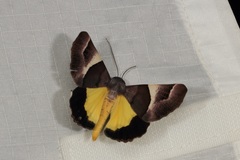 Niceteria macrocosma