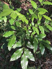 Flindersia xanthoxyla