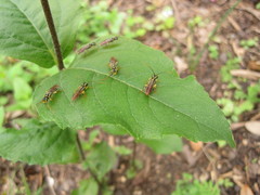 Pamphilius persicum