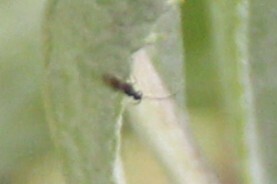 iNaturalist observation photo of Insects
