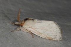 Trichiocercus mesomelas