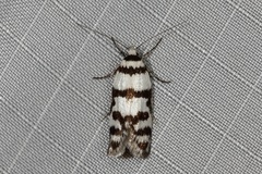 Philobota impletella