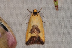 Ageletha hemiteles