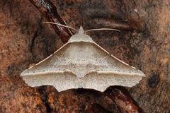 Oenochroma vetustaria