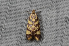 Tisobarica thyteria