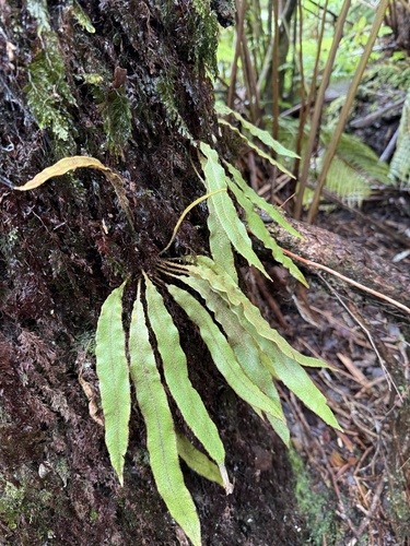 Elaphoglossum paleaceum, photograph 2