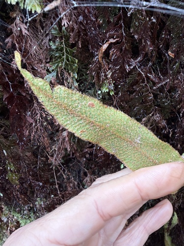 Elaphoglossum paleaceum, photograph 3