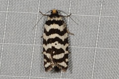 Paracochylis amoenana