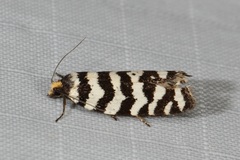 Paracochylis amoenana