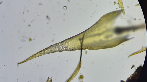 Image of Campyliadelphus chrysophyllus by (c) Quinten Wiegersma, some rights reserved (CC BY)