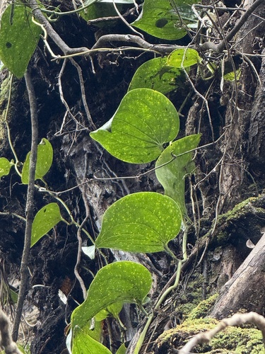 Smilax melastomifolia observed 2026-05-22