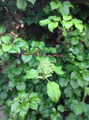 Hydrangea petiolaris