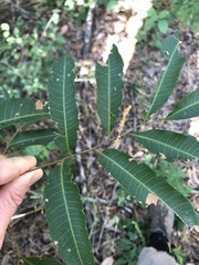 Cupaniopsis parvifolia