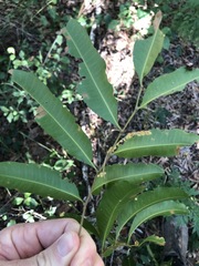 Cupaniopsis parvifolia