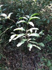 Cupaniopsis parvifolia