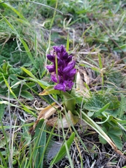 Anacamptis morio caucasica