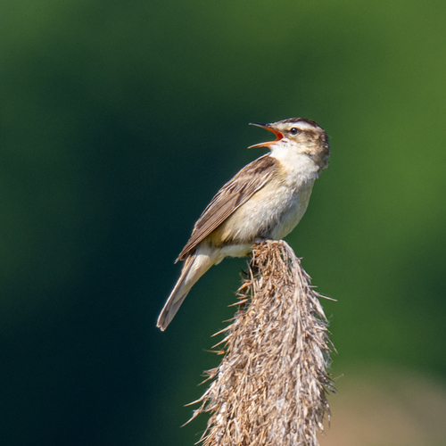 Carricerín común (Acrocephalus schoenobaenus)
