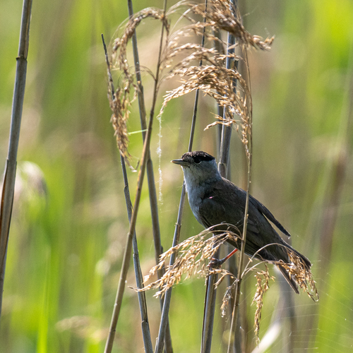 Curruca capirotada (Sylvia atricapilla)