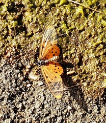 Acraea neobule neobule