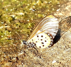 Acraea neobule neobule