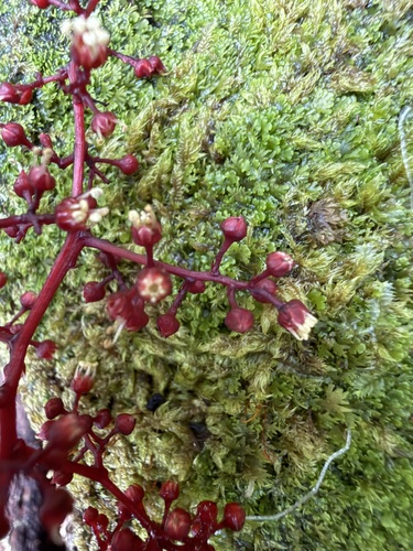 Perrottetia sandwicensis observed 2026-05-22
