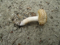 Agrocybe praecox
